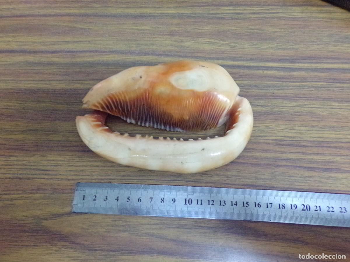 Coleccionismo de moluscos: ESTAMOS LIQUIDANDO. concha rufa de caracol de mar - Foto 1