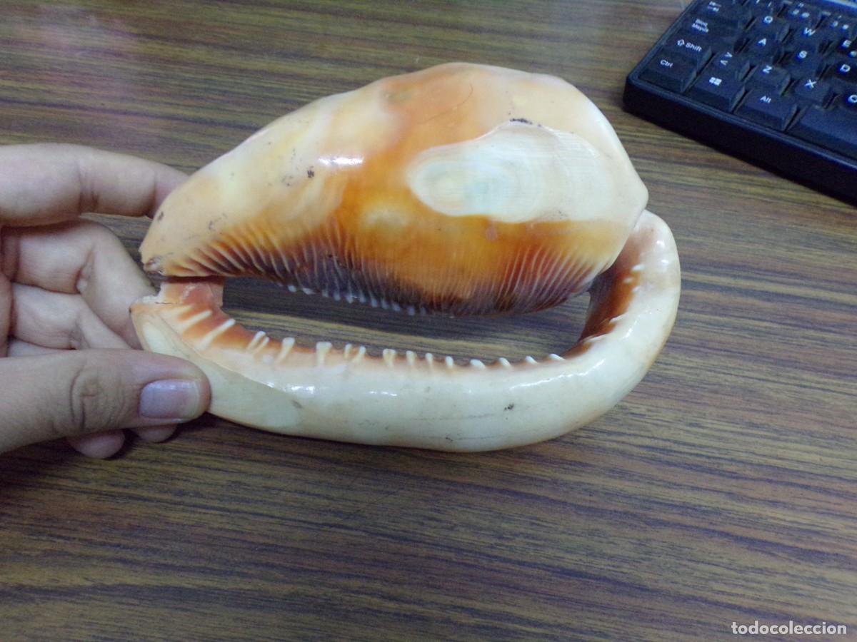 Coleccionismo de moluscos: ESTAMOS LIQUIDANDO. concha rufa de caracol de mar - Foto 2