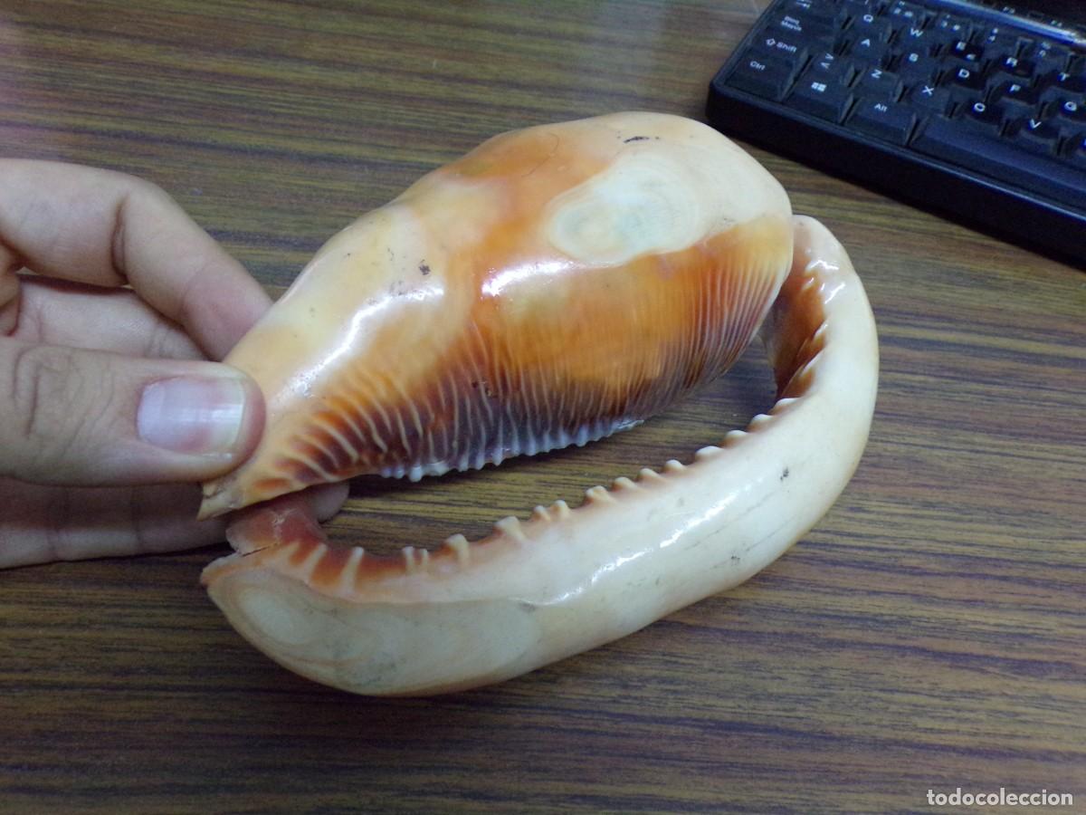 Coleccionismo de moluscos: ESTAMOS LIQUIDANDO. concha rufa de caracol de mar - Foto 3
