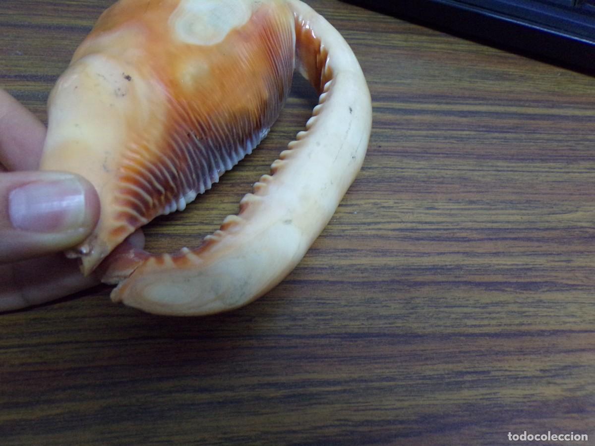 Coleccionismo de moluscos: ESTAMOS LIQUIDANDO. concha rufa de caracol de mar - Foto 4