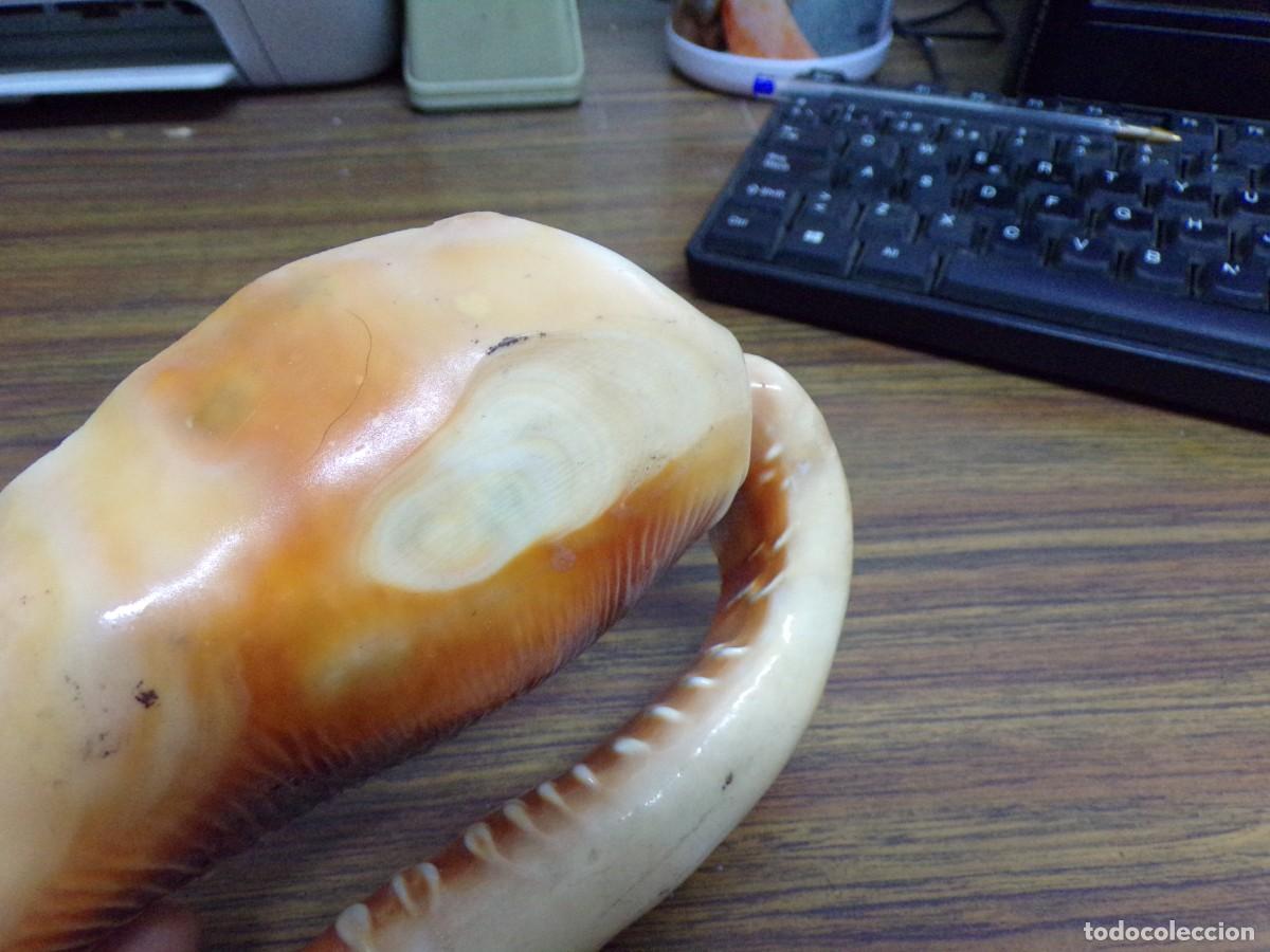Coleccionismo de moluscos: ESTAMOS LIQUIDANDO. concha rufa de caracol de mar - Foto 5