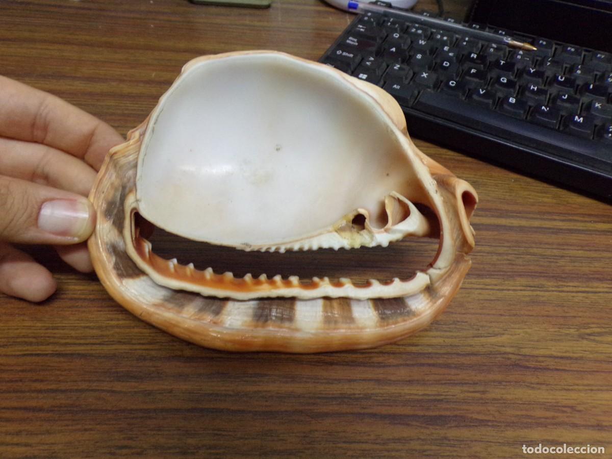 Coleccionismo de moluscos: ESTAMOS LIQUIDANDO. concha rufa de caracol de mar - Foto 6