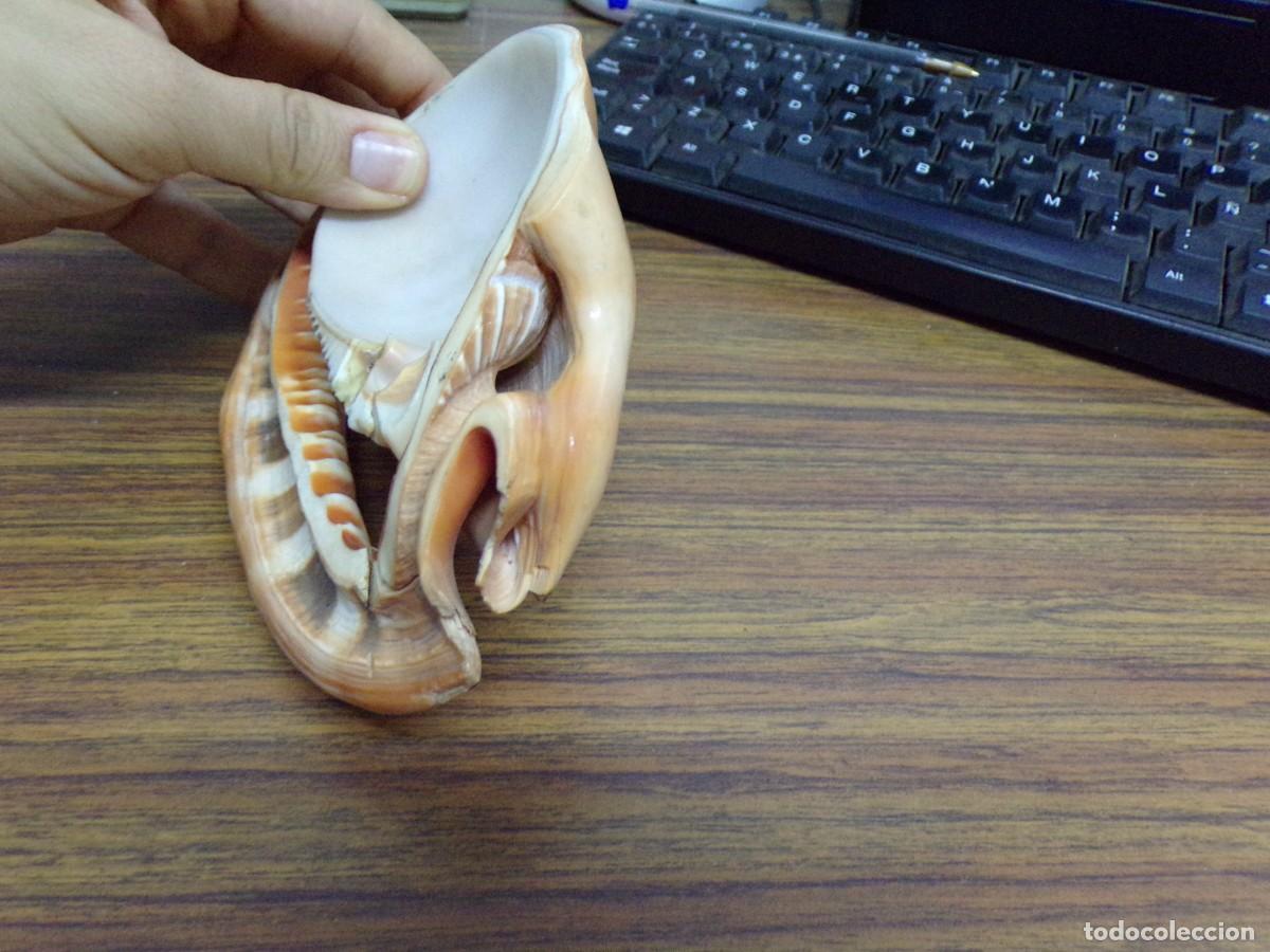 Coleccionismo de moluscos: ESTAMOS LIQUIDANDO. concha rufa de caracol de mar - Foto 7