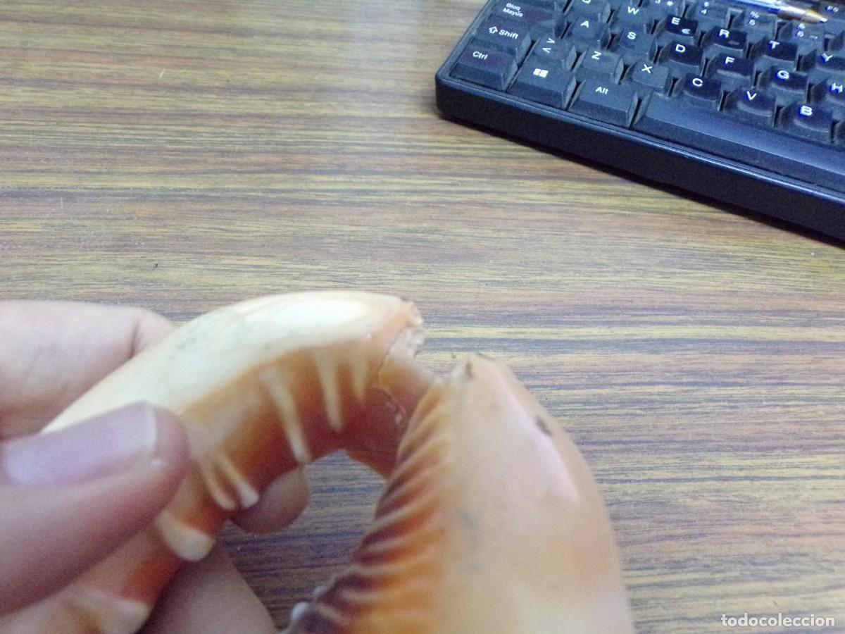 Coleccionismo de moluscos: ESTAMOS LIQUIDANDO. concha rufa de caracol de mar - Foto 8