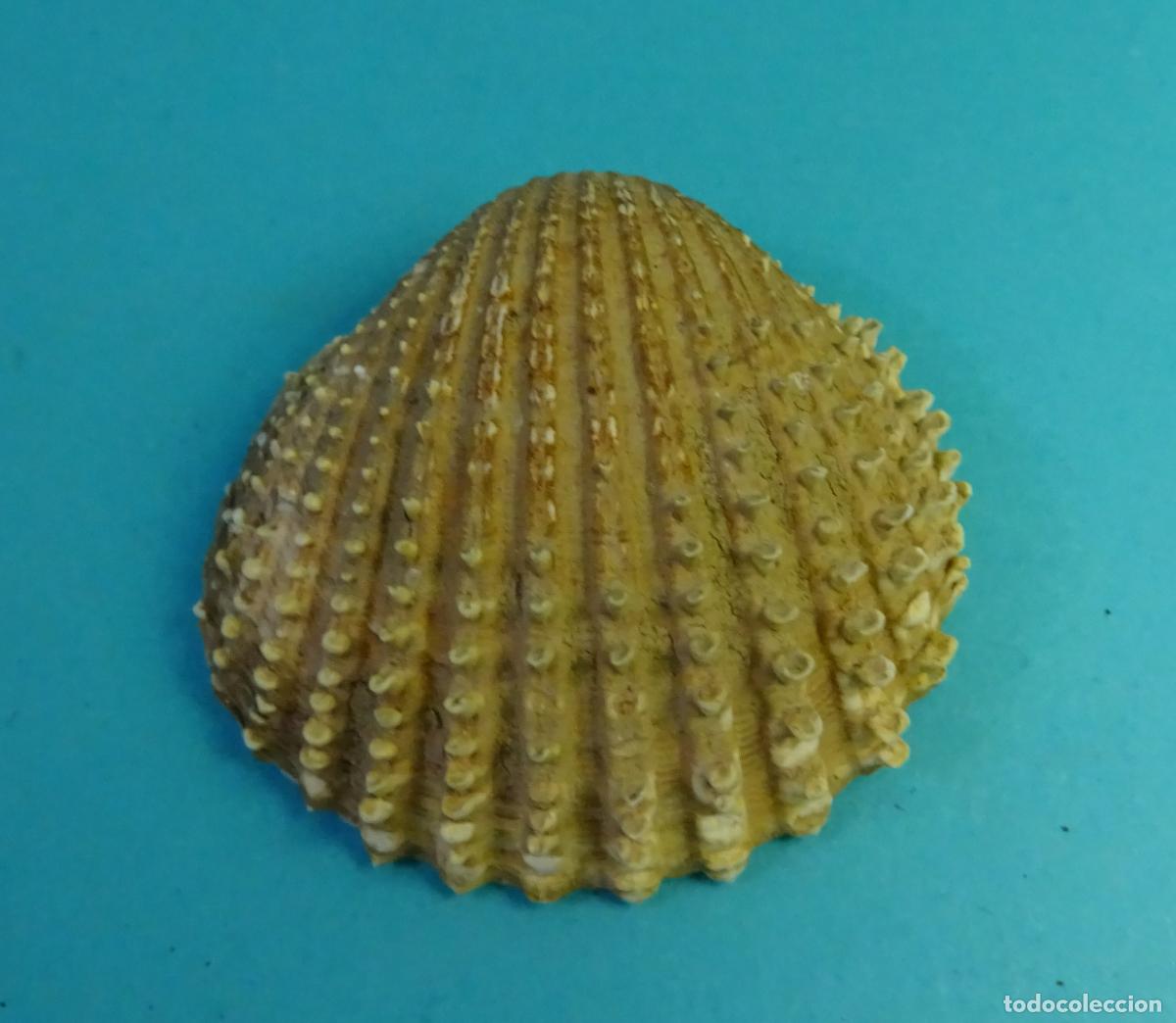 Coleccionismo de moluscos: CONCHA SHELL. ACANTHOCARDIA. LONGITUD 4,3 CM - Foto 2