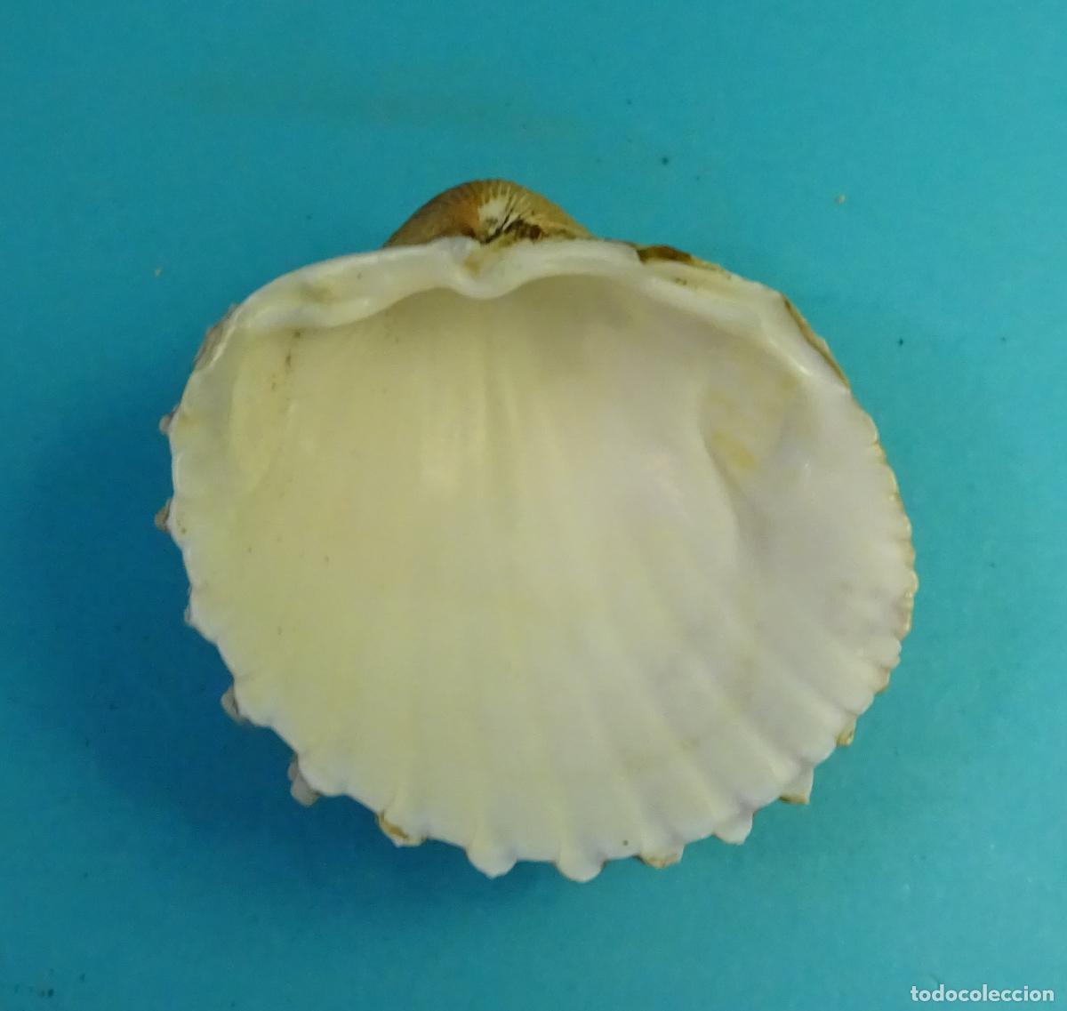 Coleccionismo de moluscos: CONCHA SHELL. ACANTHOCARDIA. LONGITUD 4,3 CM - Foto 3