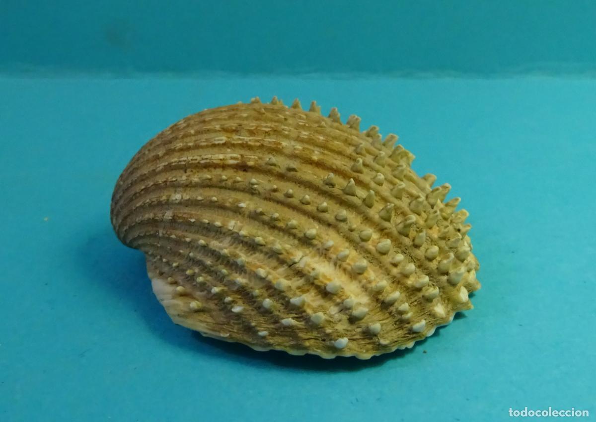 Coleccionismo de moluscos: CONCHA SHELL. ACANTHOCARDIA. LONGITUD 4,3 CM - Foto 1