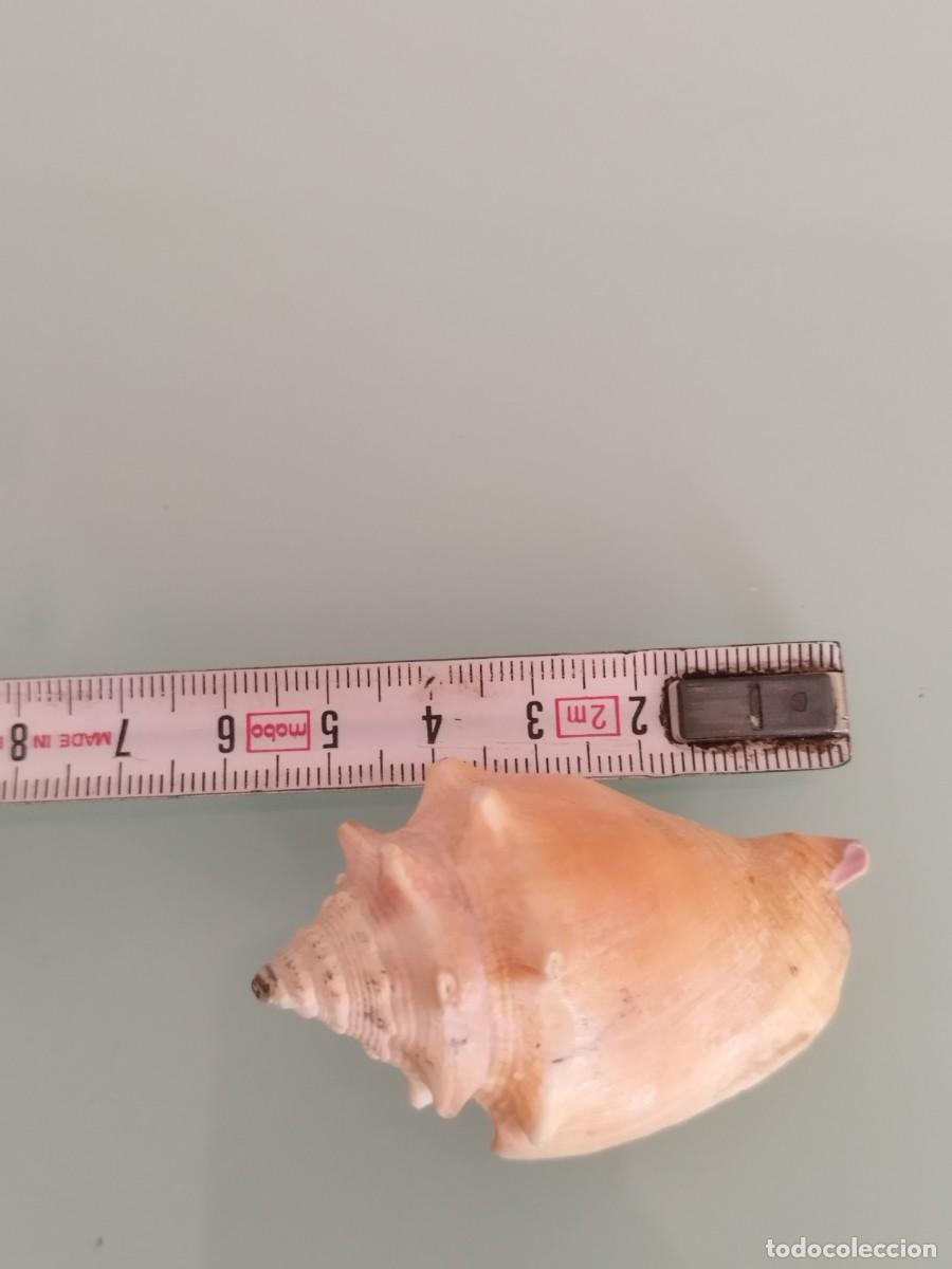Coleccionismo de moluscos: Caracola, Concha marina. - Foto 5