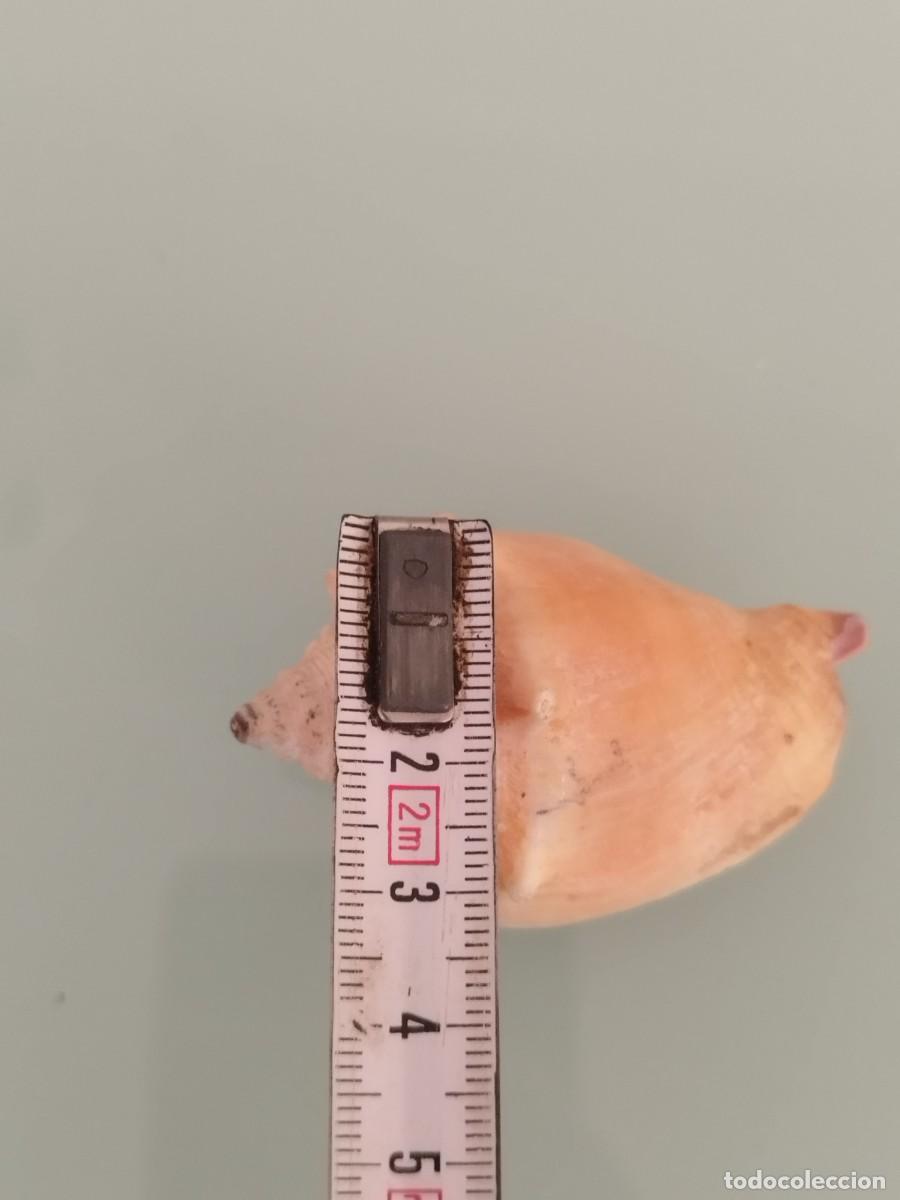 Coleccionismo de moluscos: Caracola, Concha marina. - Foto 6