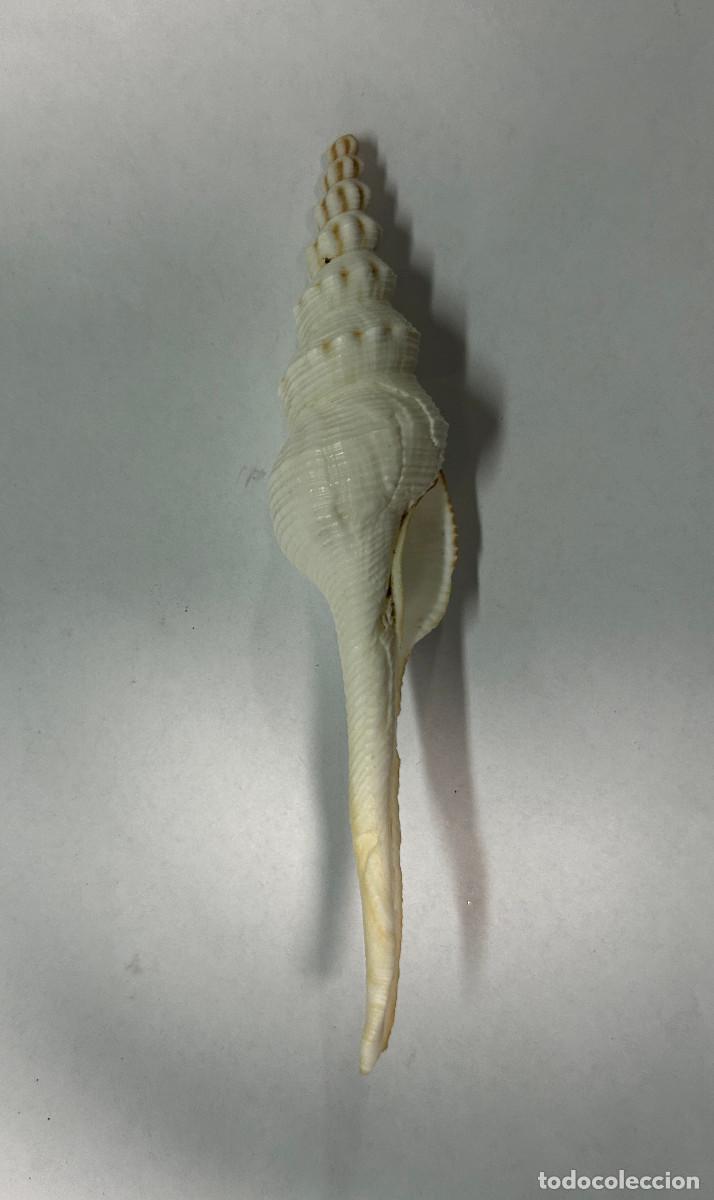 Coleccionismo de moluscos: CONCHA DE MAR FUSINUS - Foto 3