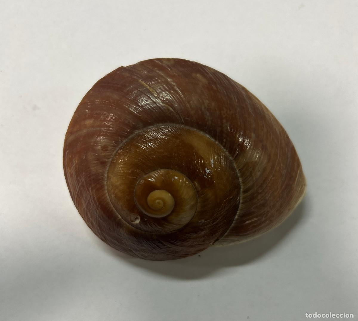 Coleccionismo de moluscos: CONCHA DE MAR LUNA - NEVERITA DIDYMA - Foto 1