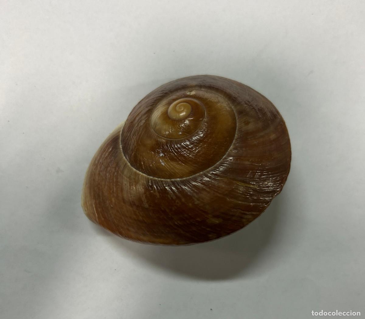 Coleccionismo de moluscos: CONCHA DE MAR LUNA - NEVERITA DIDYMA - Foto 2