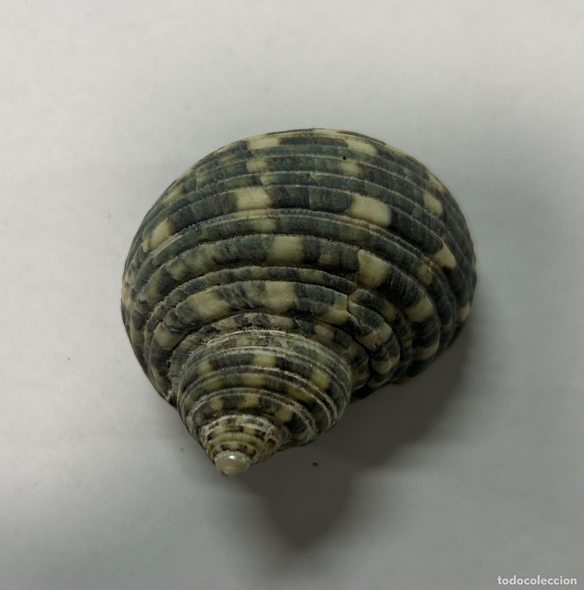Coleccionismo de moluscos: CONCHA CARACOLA DE MAR - Foto 1