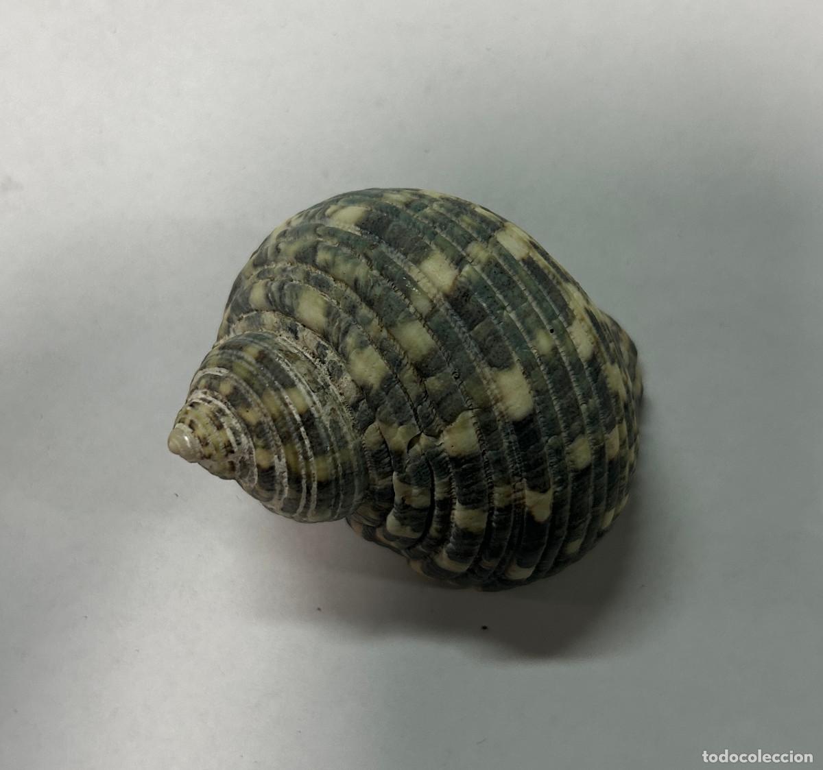 Coleccionismo de moluscos: CONCHA CARACOLA DE MAR - Foto 2