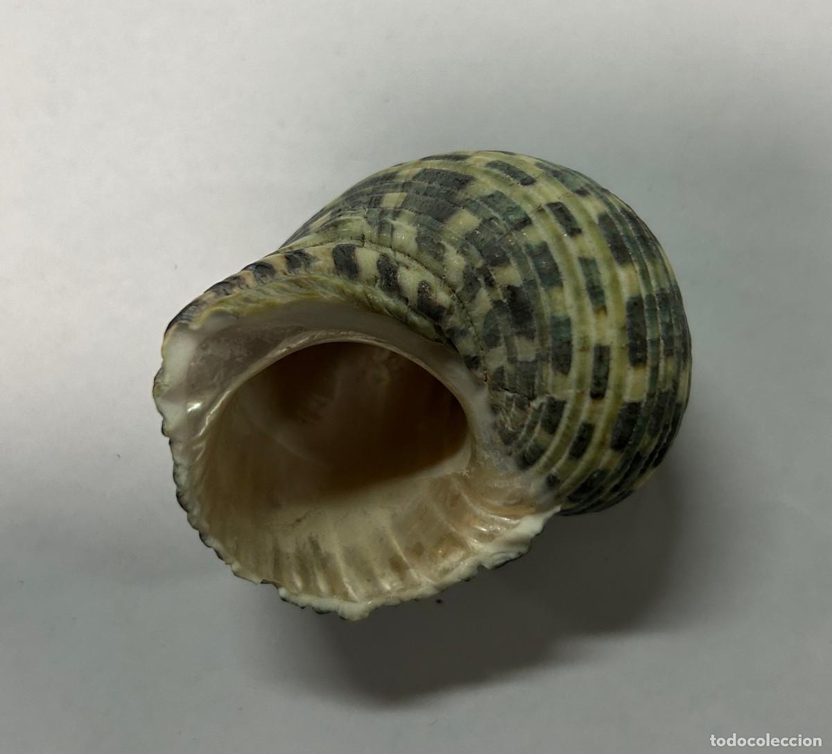 Coleccionismo de moluscos: CONCHA CARACOLA DE MAR - Foto 3
