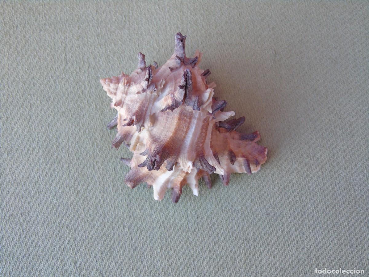Coleccionismo de moluscos: CARACOLA DE PINCHOS. - Foto 2