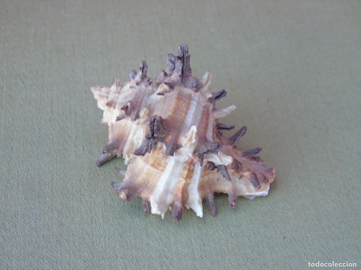Coleccionismo de moluscos: CARACOLA DE PINCHOS. - Foto 3