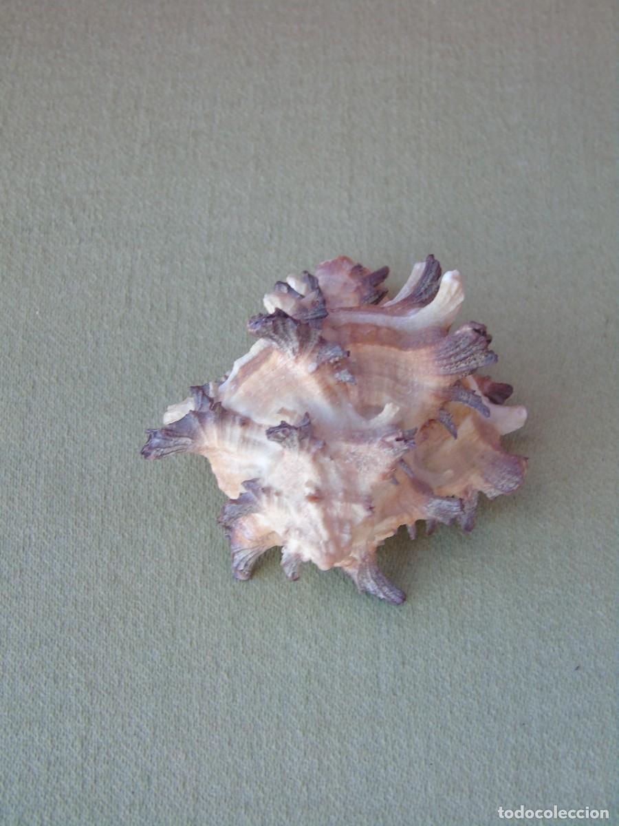 Coleccionismo de moluscos: CARACOLA DE PINCHOS. - Foto 4