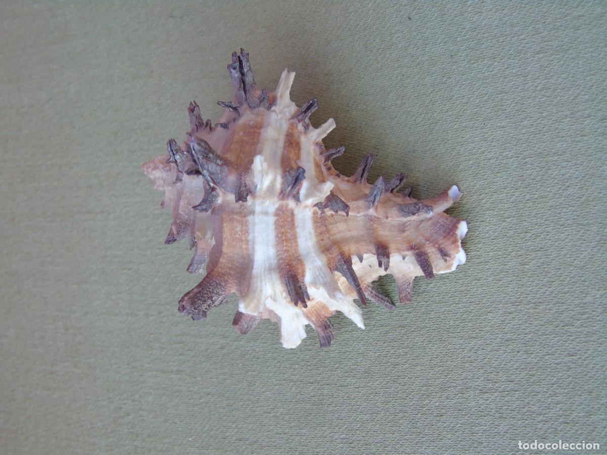 Coleccionismo de moluscos: CARACOLA DE PINCHOS. - Foto 5