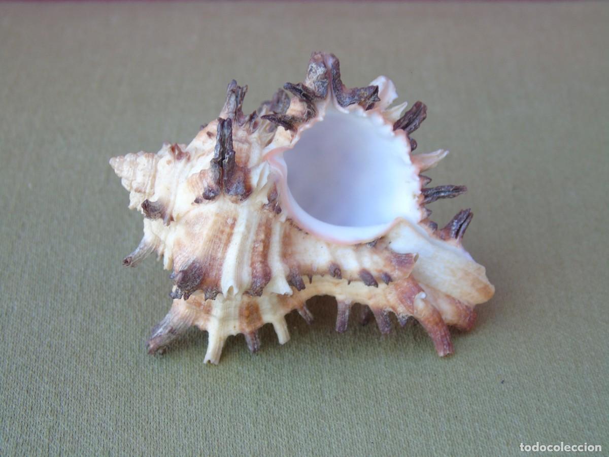 Coleccionismo de moluscos: CARACOLA DE PINCHOS. - Foto 6