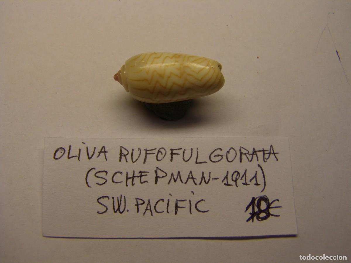 Coleccionismo de moluscos: Caracol snail shell oliva rufofulgorata. - Foto 1