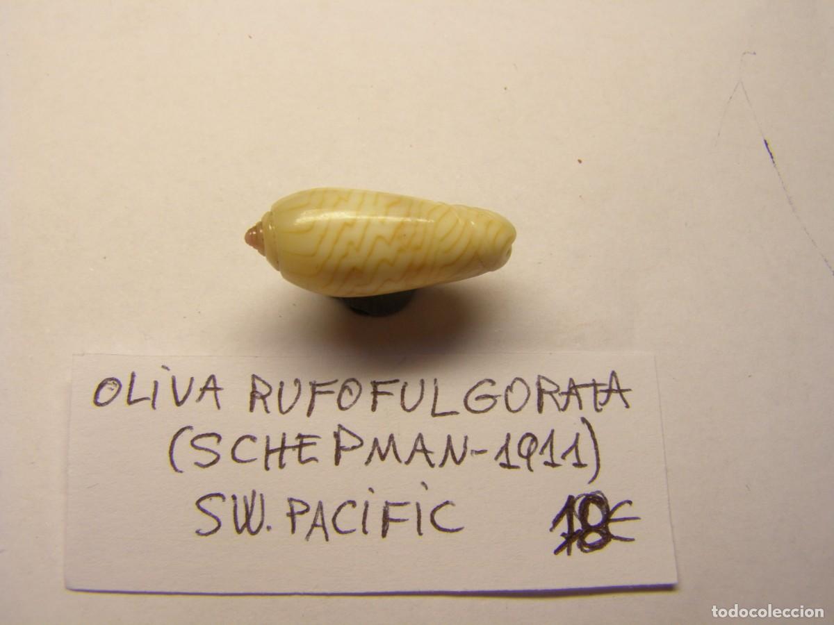Coleccionismo de moluscos: Caracol snail shell oliva rufofulgorata. - Foto 2