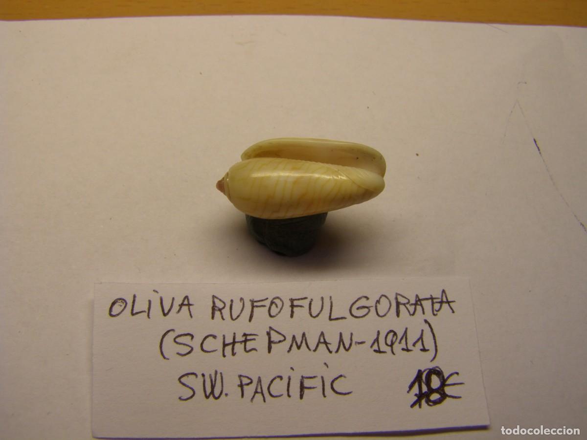 Coleccionismo de moluscos: Caracol snail shell oliva rufofulgorata. - Foto 3