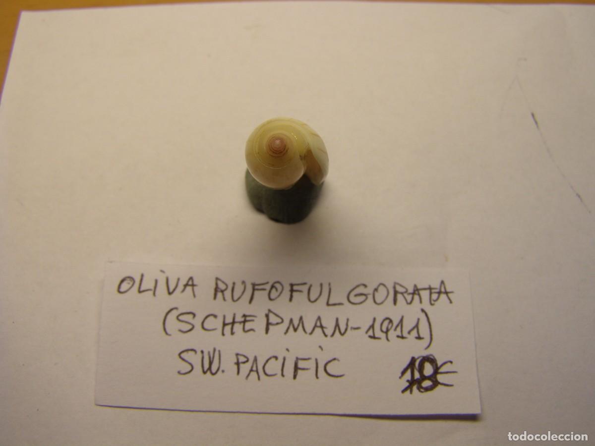 Coleccionismo de moluscos: Caracol snail shell oliva rufofulgorata. - Foto 4