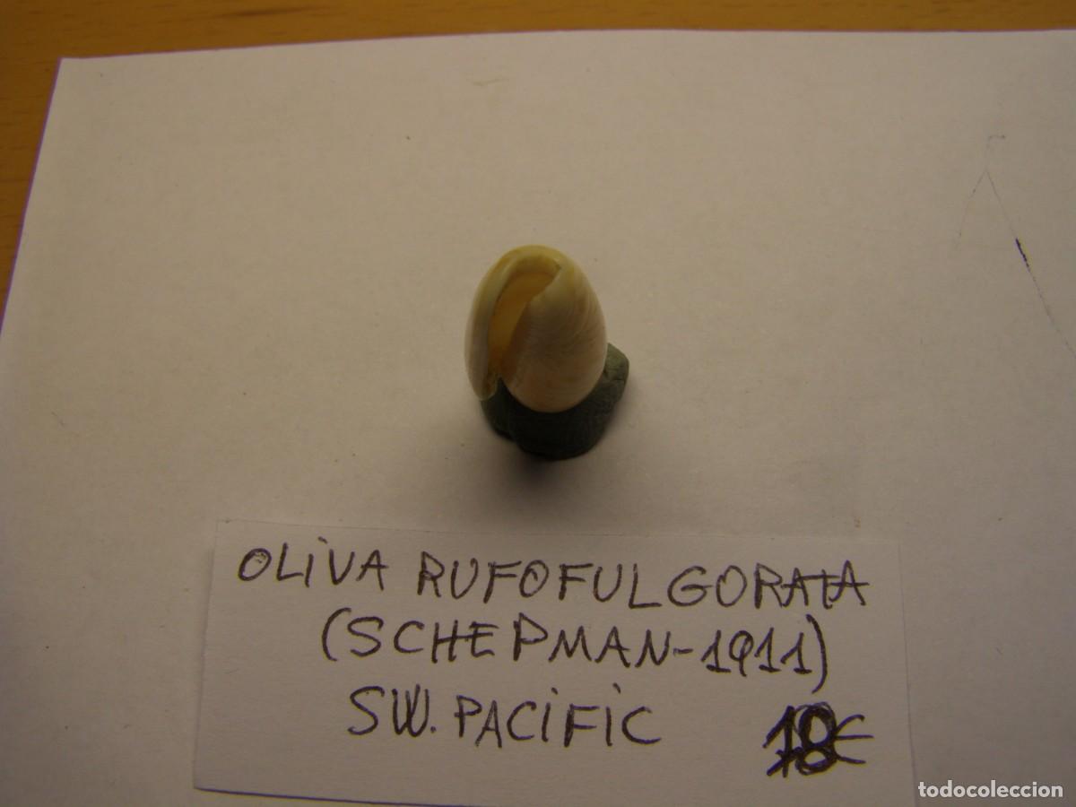 Coleccionismo de moluscos: Caracol snail shell oliva rufofulgorata. - Foto 5