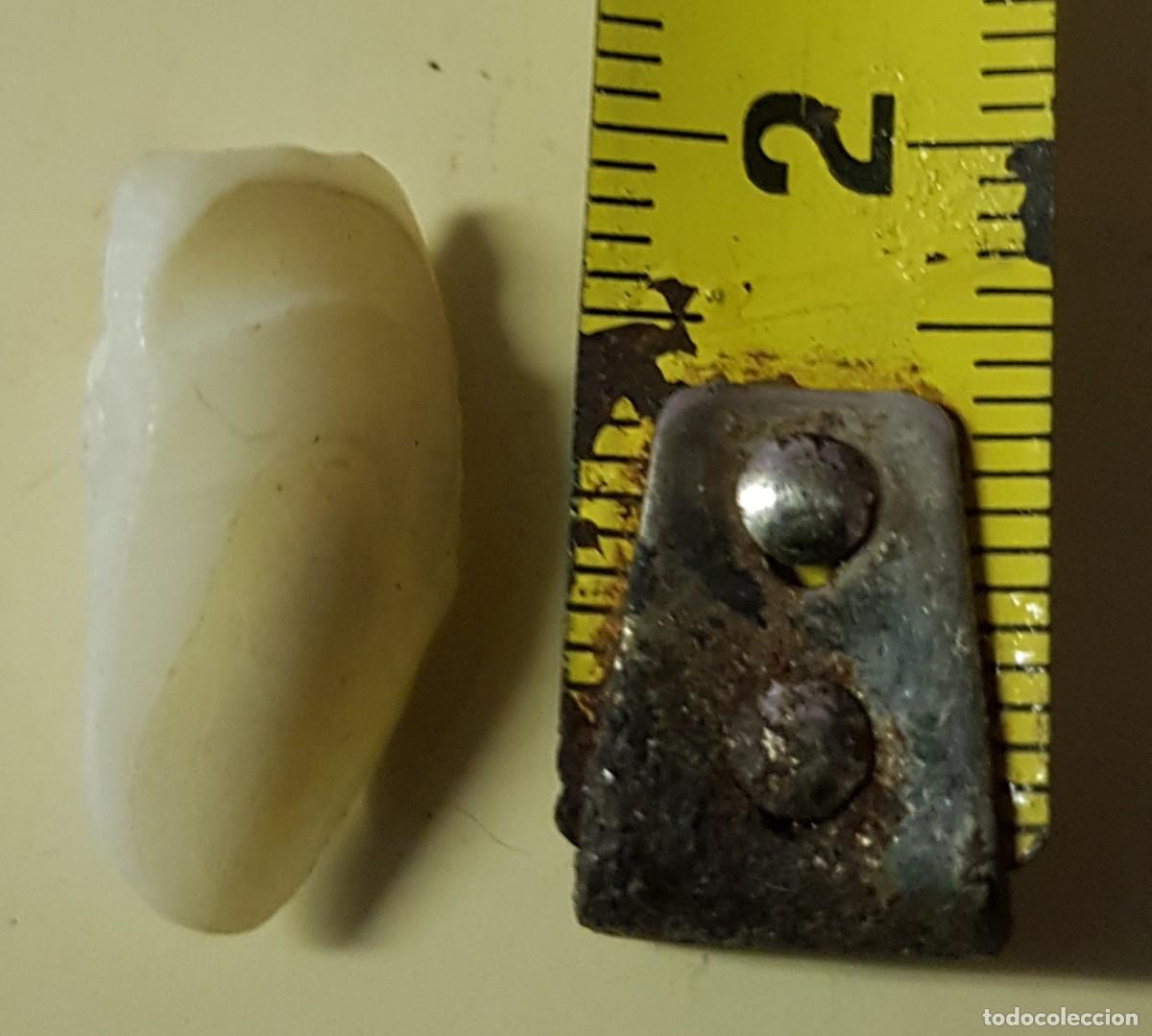 Coleccionismo de moluscos: Hueso de corvina 2 cm. - Foto 2