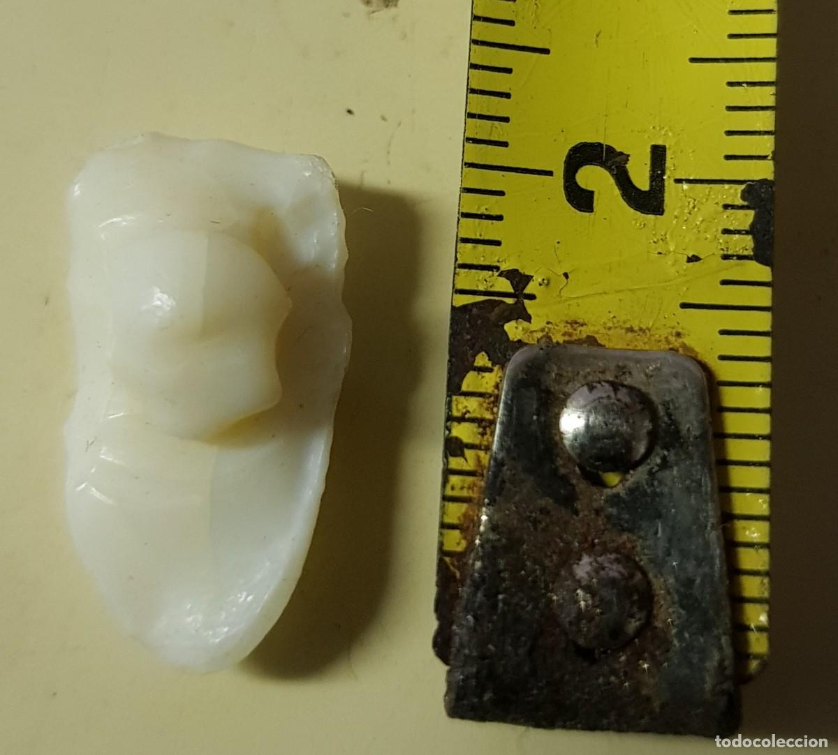 Coleccionismo de moluscos: Hueso de corvina 2 cm. - Foto 3