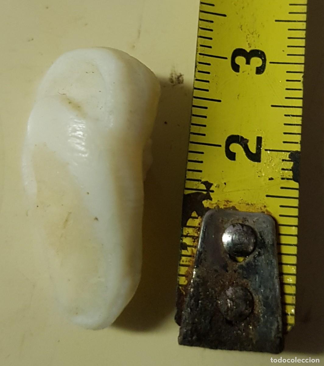Coleccionismo de moluscos: Hueso de corvina 2,80 cm. - Foto 2