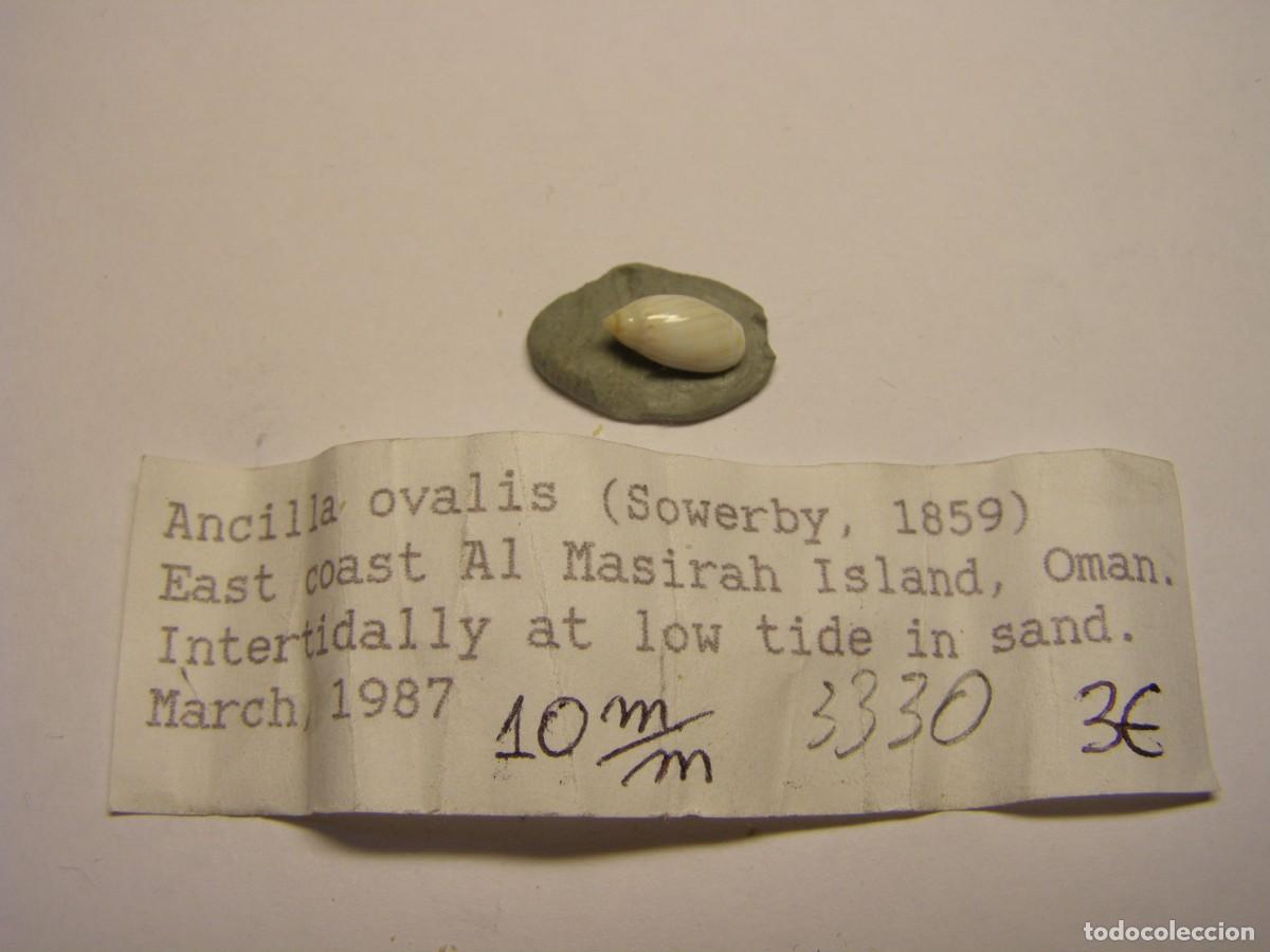 Coleccionismo de moluscos: Caracol snail shell ancilla ovalis. Oman. - Foto 1
