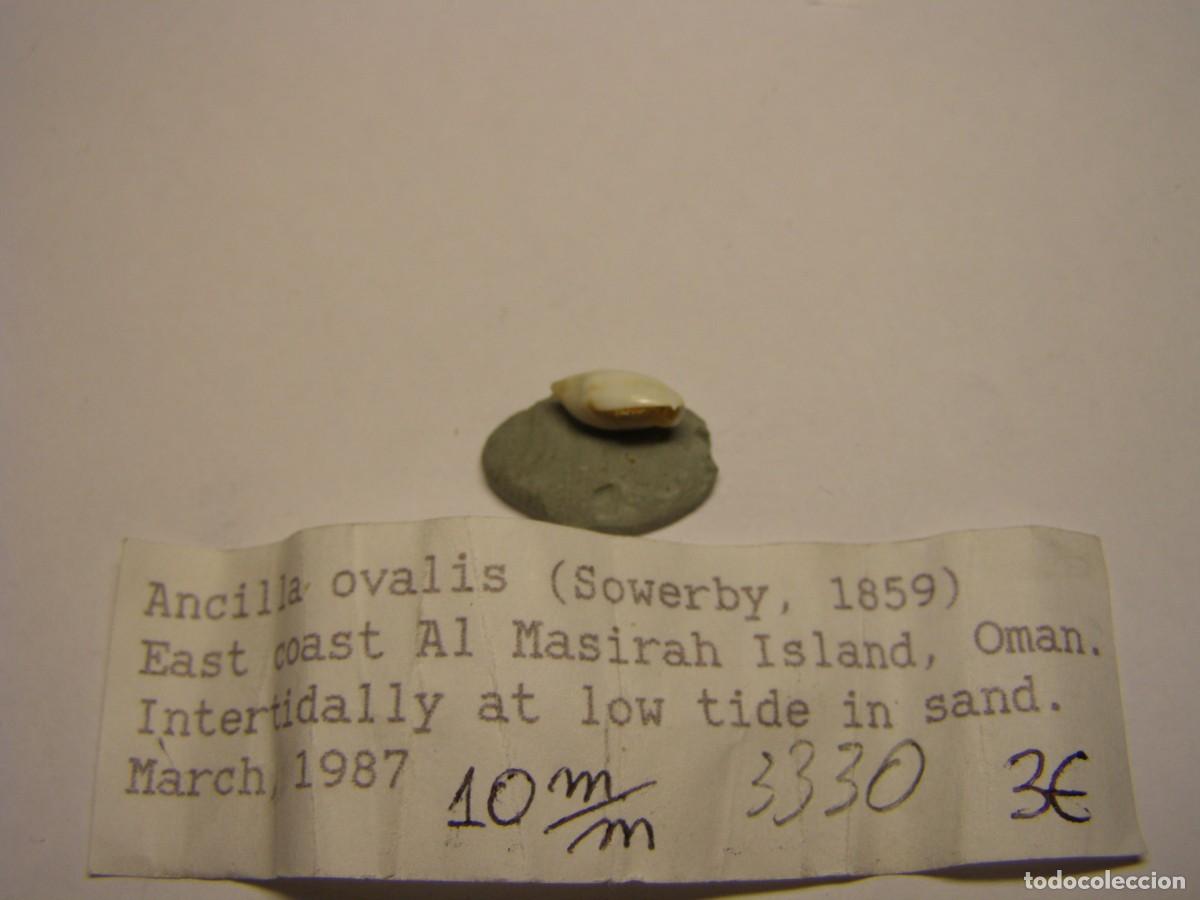 Coleccionismo de moluscos: Caracol snail shell ancilla ovalis. Oman. - Foto 2