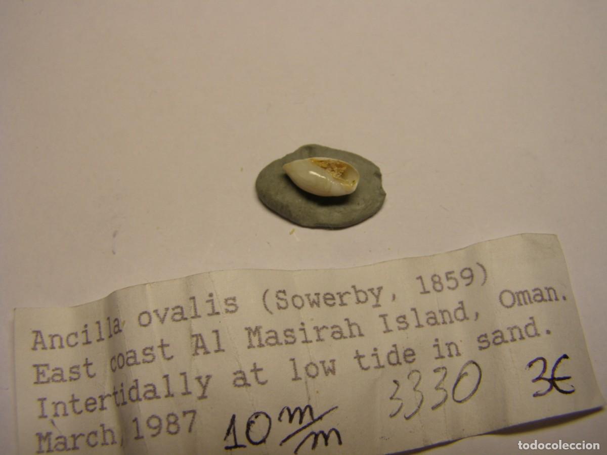 Coleccionismo de moluscos: Caracol snail shell ancilla ovalis. Oman. - Foto 3