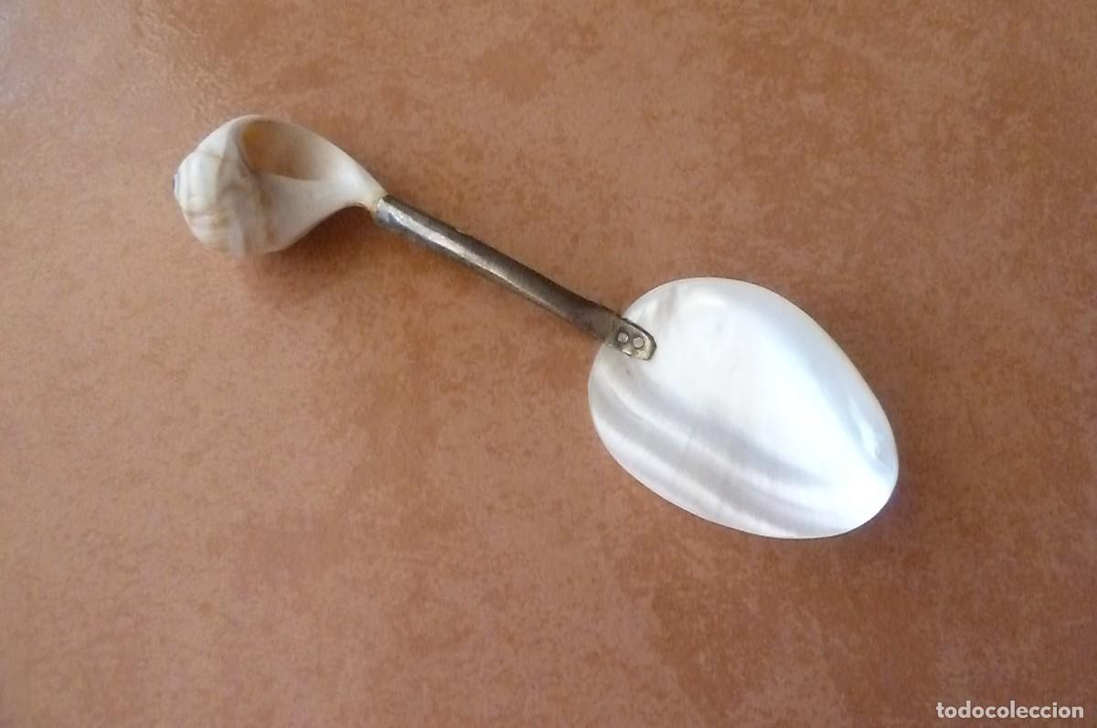 Coleccionismo de moluscos: Cuchara n&aacute;car usada para caviar - Foto 2