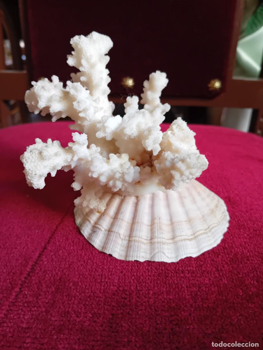 Coleccionismo de moluscos: Coral blanco sobre concha marina - Foto 1