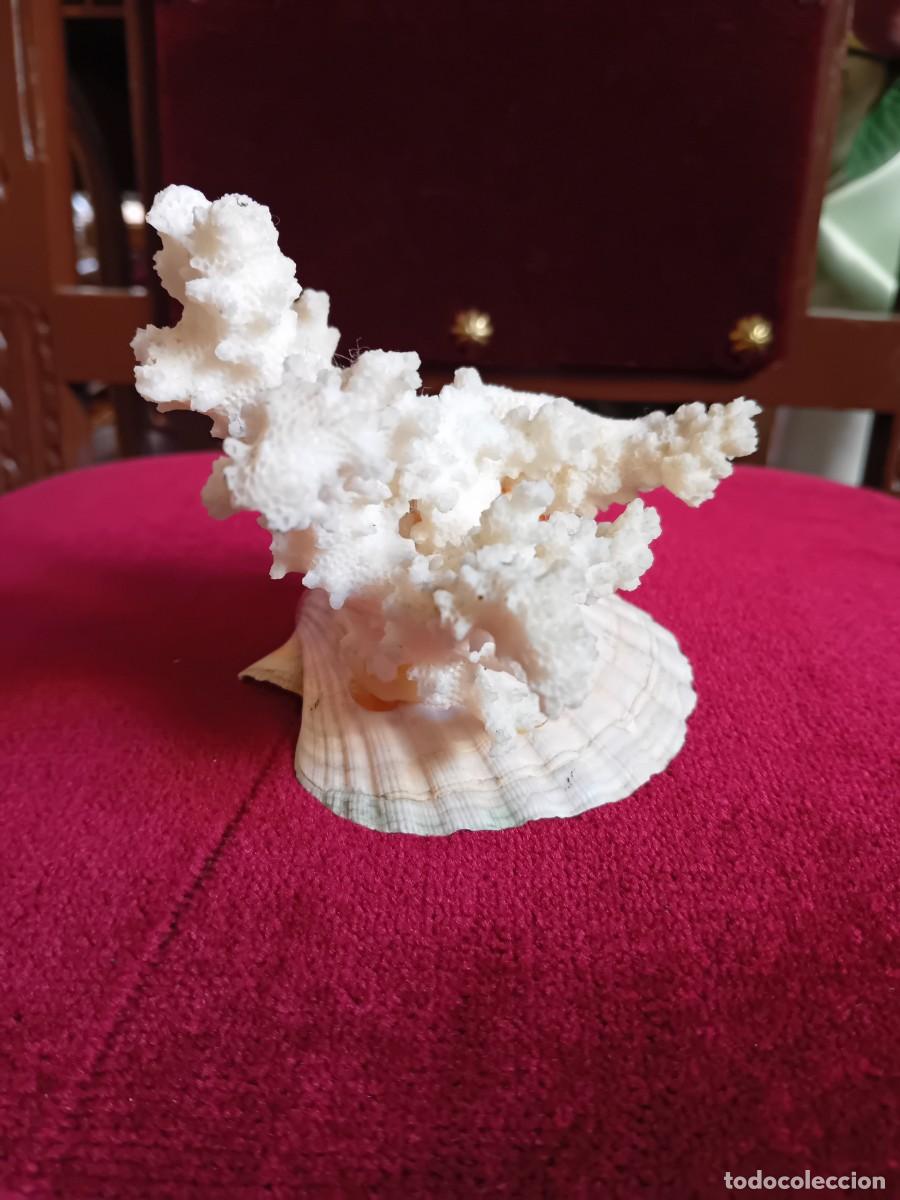 Coleccionismo de moluscos: Coral blanco sobre concha marina - Foto 2