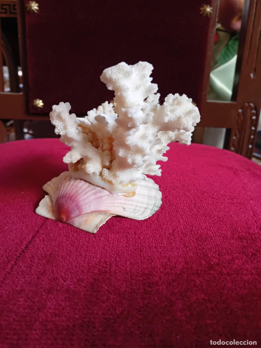 Coleccionismo de moluscos: Coral blanco sobre concha marina - Foto 3