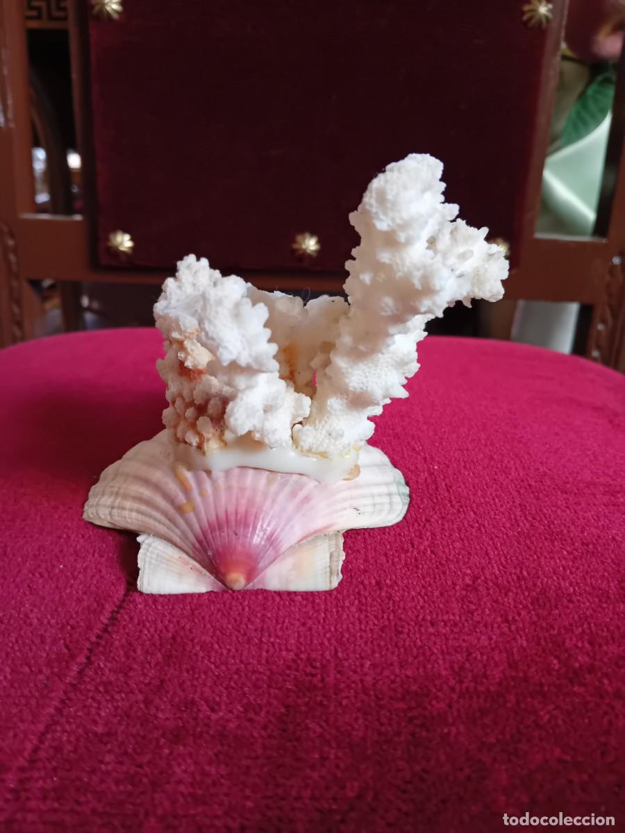 Coleccionismo de moluscos: Coral blanco sobre concha marina - Foto 4
