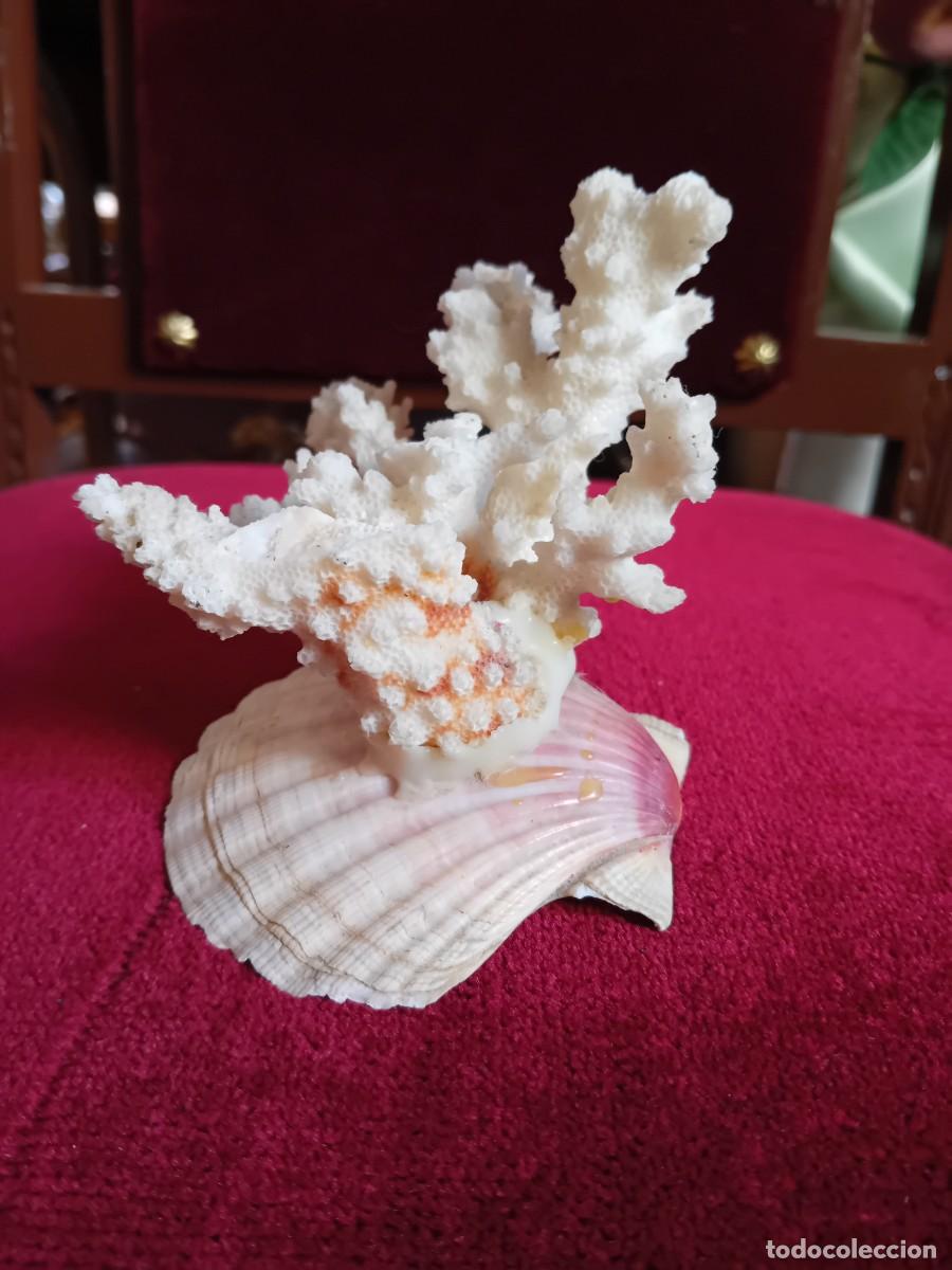 Coleccionismo de moluscos: Coral blanco sobre concha marina - Foto 5