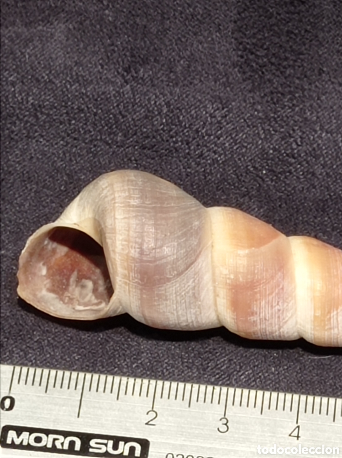 Coleccionismo de moluscos: CONCHA TURRITELLA 8,2 CM - Foto 2