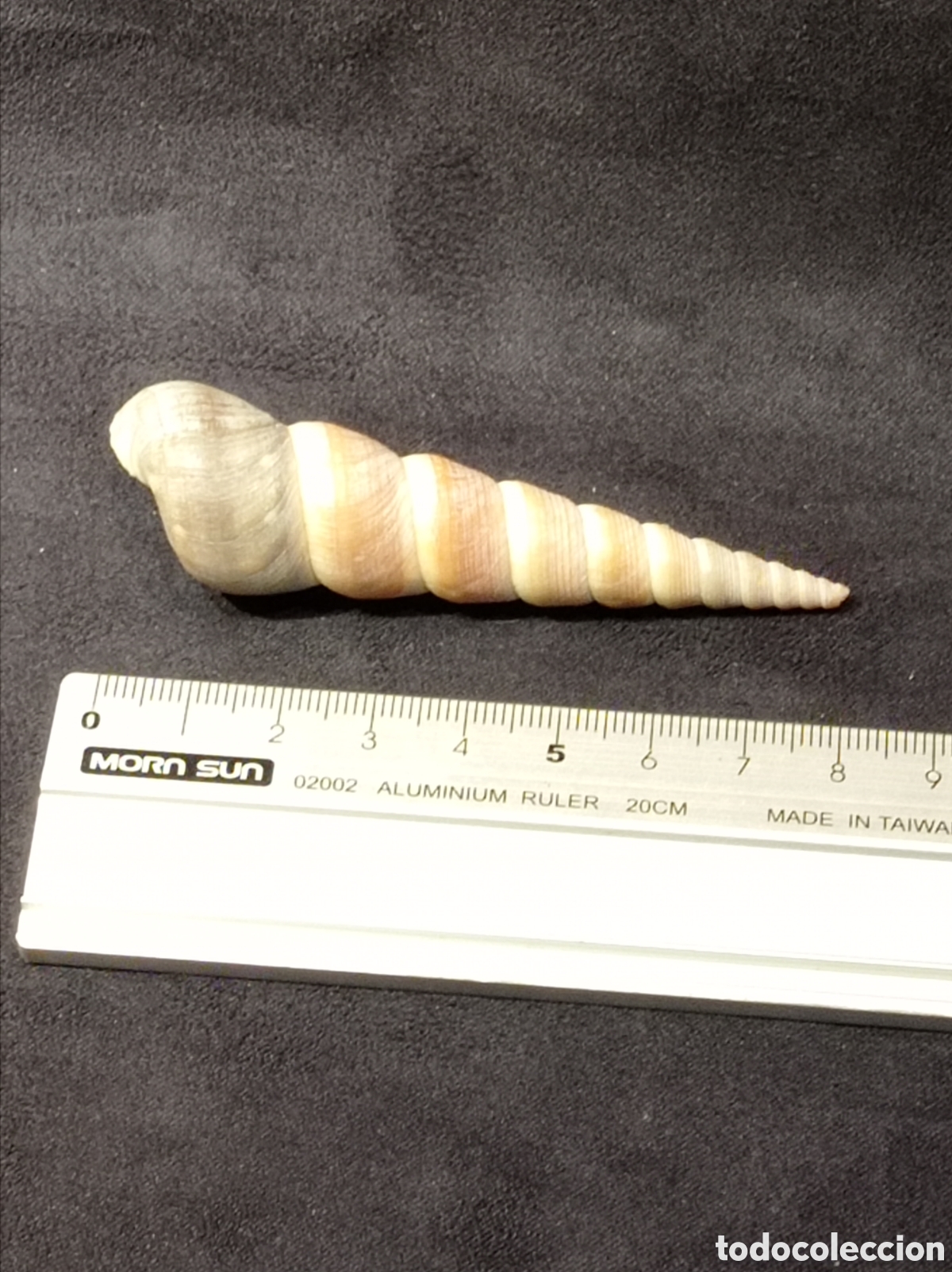 Coleccionismo de moluscos: CONCHA TURRITELLA 8,2 CM - Foto 3