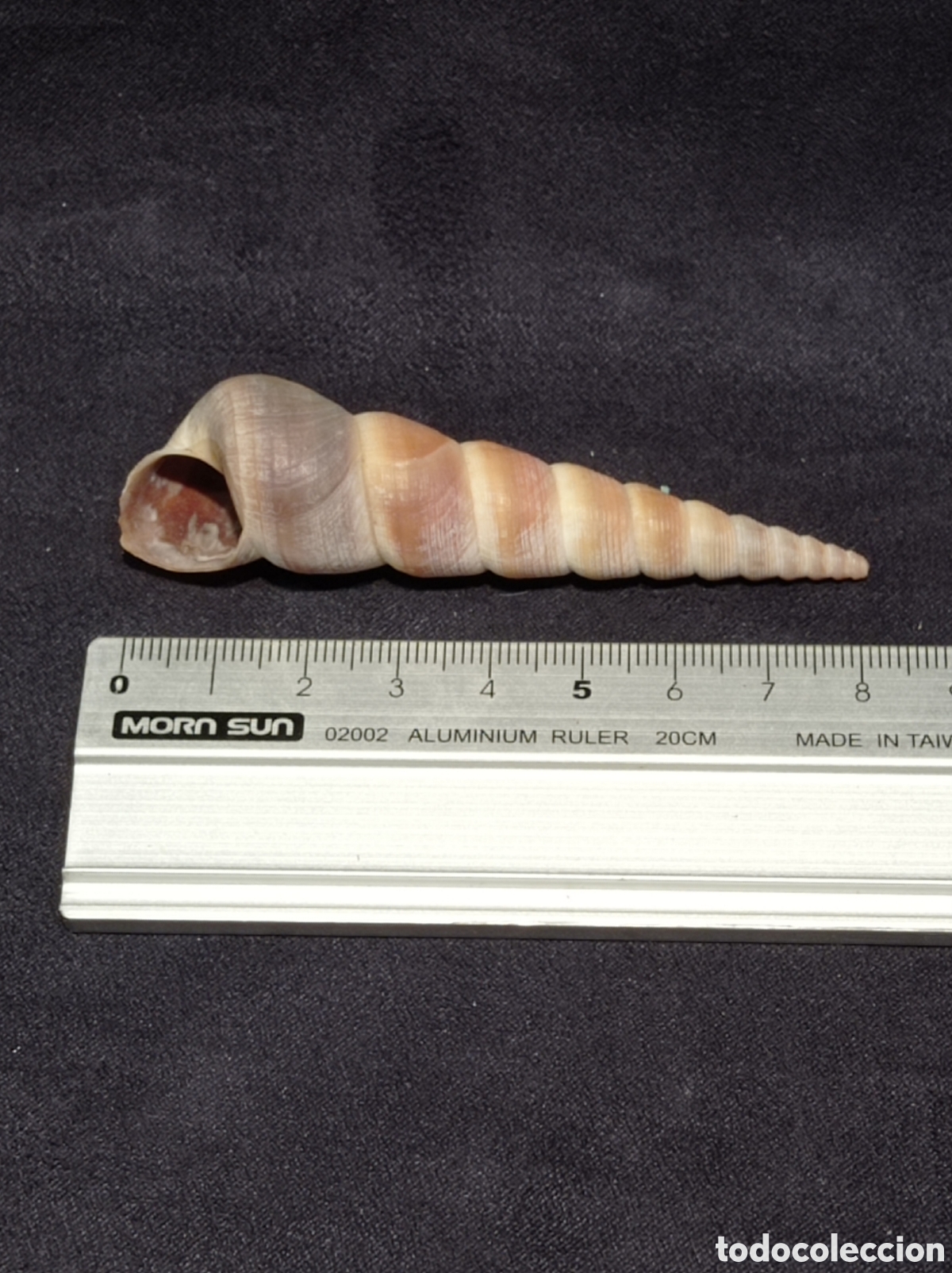 Coleccionismo de moluscos: CONCHA TURRITELLA 8,2 CM - Foto 1
