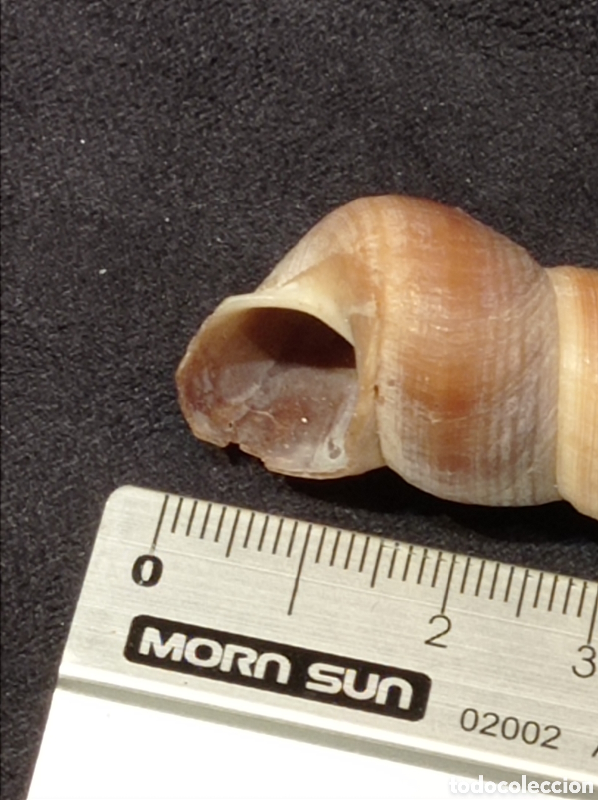 Coleccionismo de moluscos: CONCHA TURRITELLA 7,9 CM - Foto 2