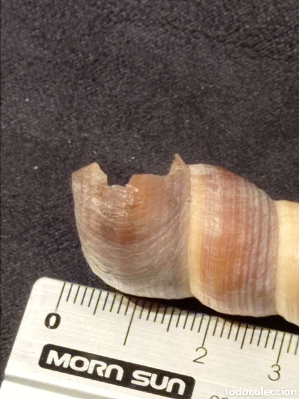 Coleccionismo de moluscos: CONCHA TURRITELLA 7,9 CM - Foto 3