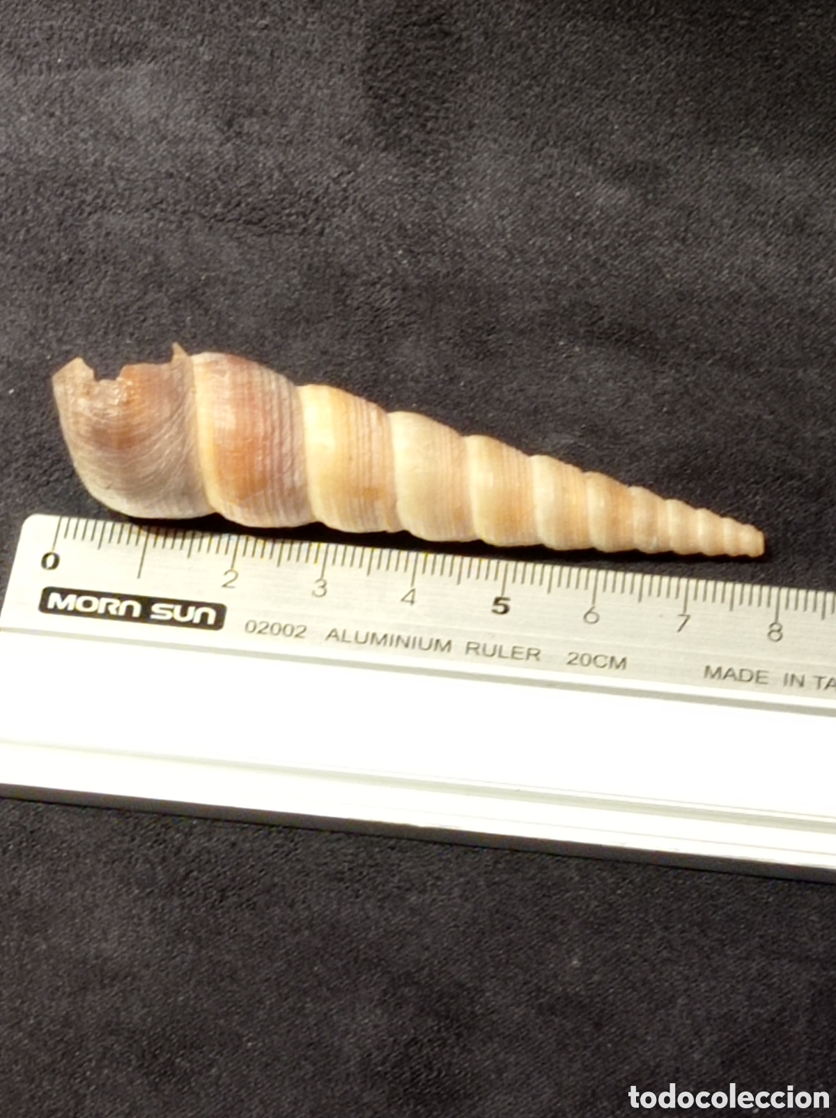 Coleccionismo de moluscos: CONCHA TURRITELLA 7,9 CM - Foto 4