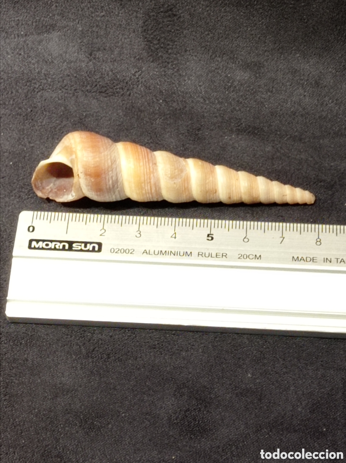 Coleccionismo de moluscos: CONCHA TURRITELLA 7,9 CM - Foto 1
