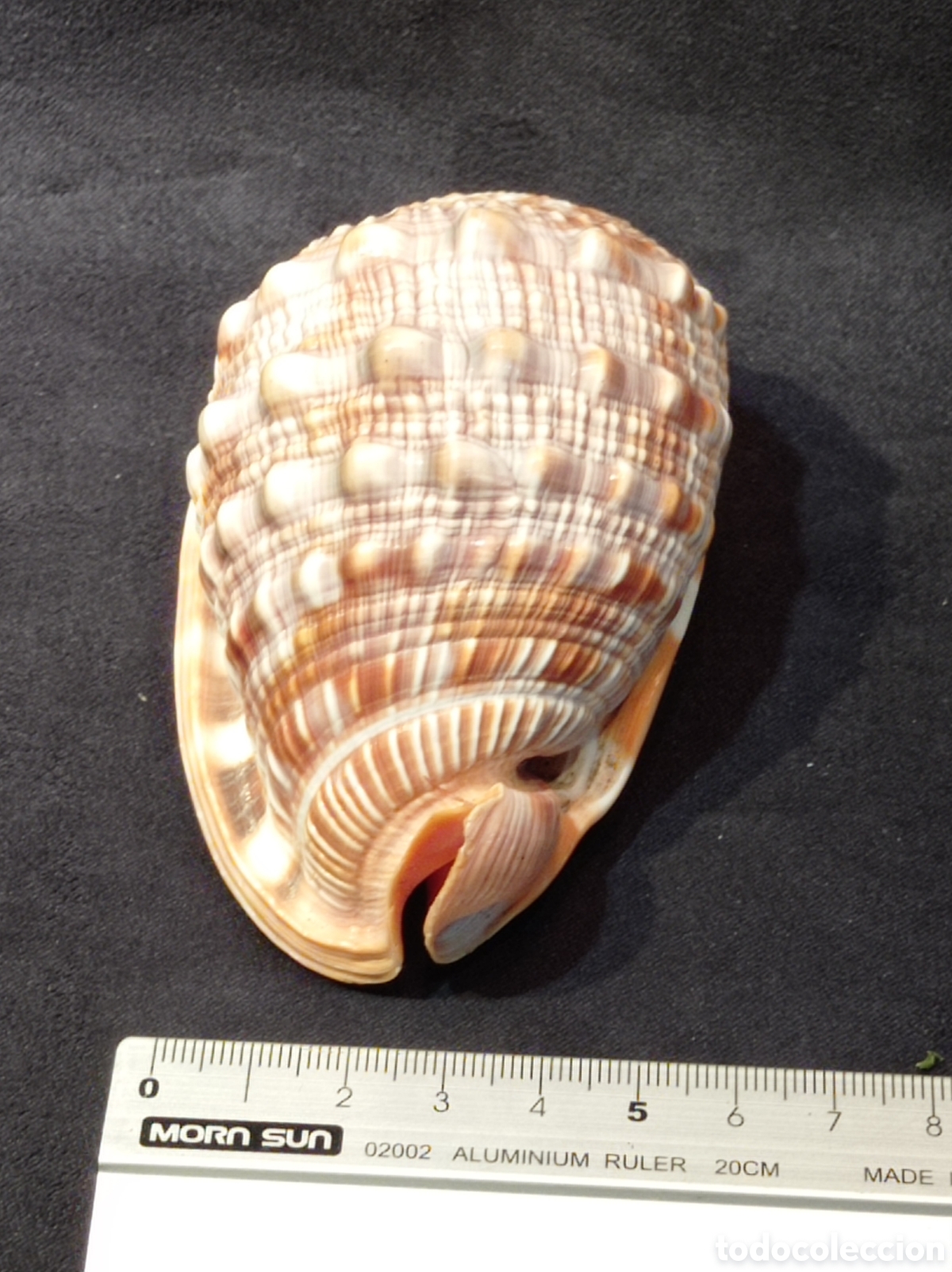 Coleccionismo de moluscos: CONCHA CASSIS RUFA 9 CM - Foto 2