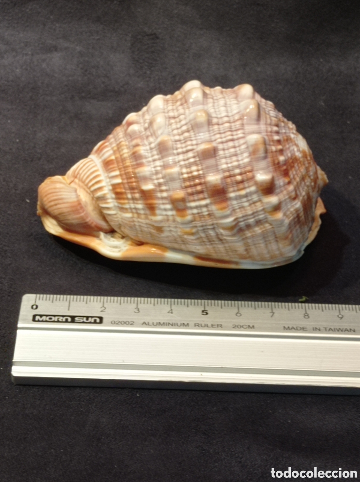 Coleccionismo de moluscos: CONCHA CASSIS RUFA 9 CM - Foto 3